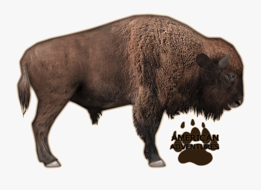 Clip Art Image American Zoo Tycoon - Bison Zoo Tycoon, Transparent Clipart
