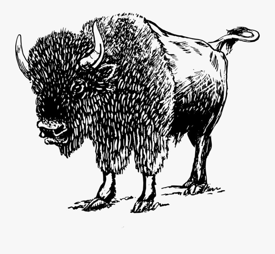 Black And White Buffalo, Transparent Clipart