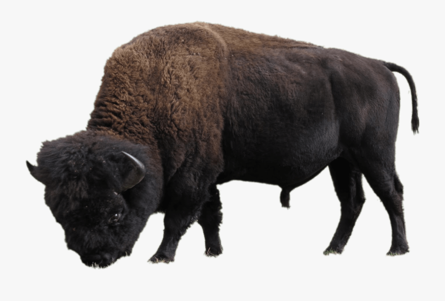 Clip Art Bison Png - Elk Island Park Buffalo, Transparent Clipart