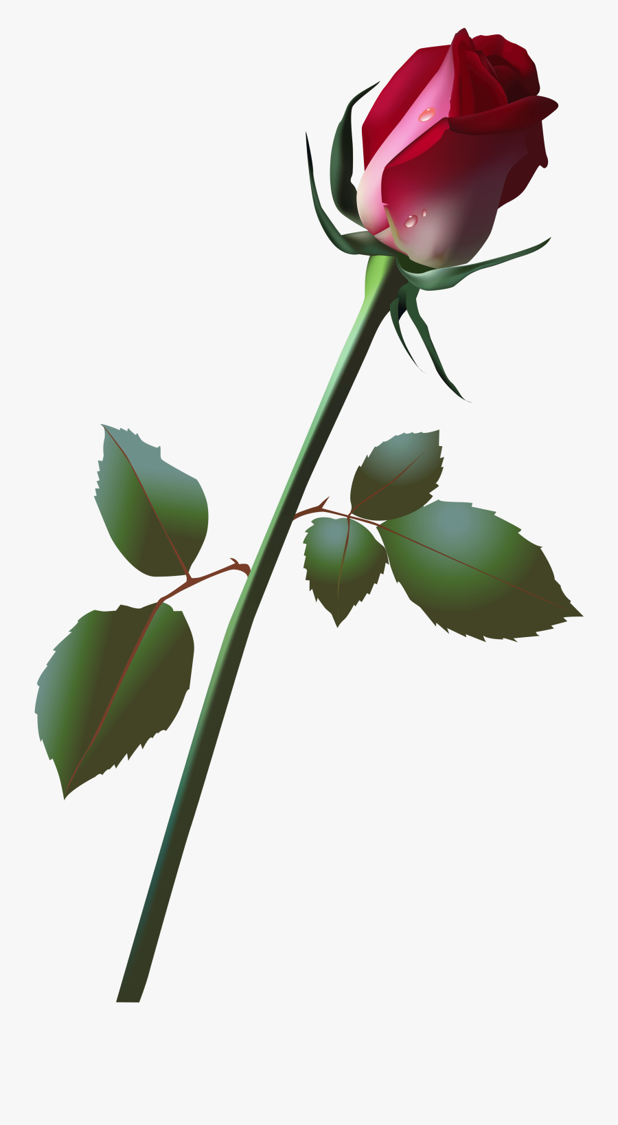 Beautiful Clipart Rose Plant - Long Stem Rose Bud, Transparent Clipart