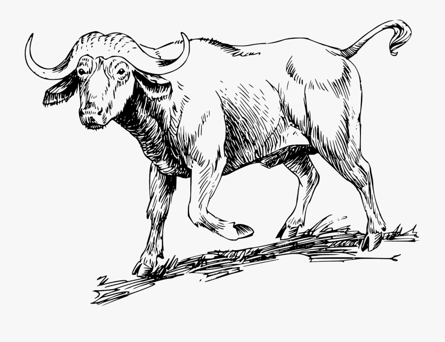 Art,livestock,monochrome Photography - Ox Family Words Worksheet, Transparent Clipart