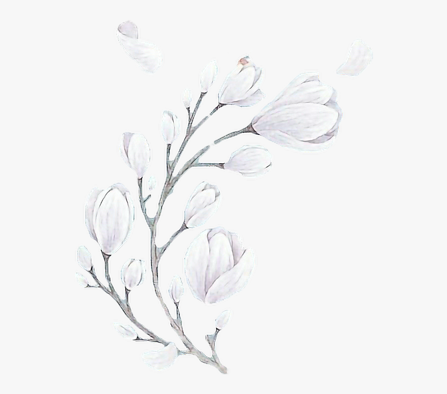 Magnolia, Transparent Clipart