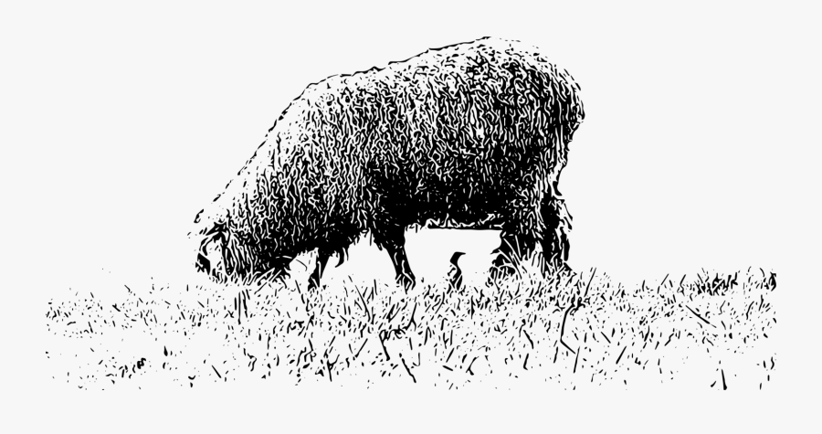 Photography - Clipart White And Black Grazing, Transparent Clipart