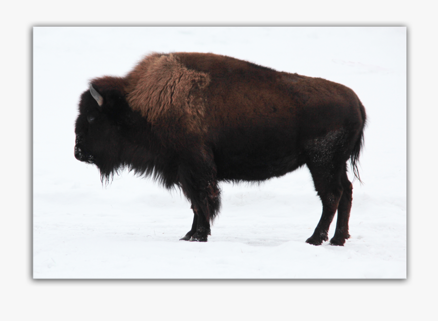 Clip Art Bison Art Prints - Bison Print, Transparent Clipart