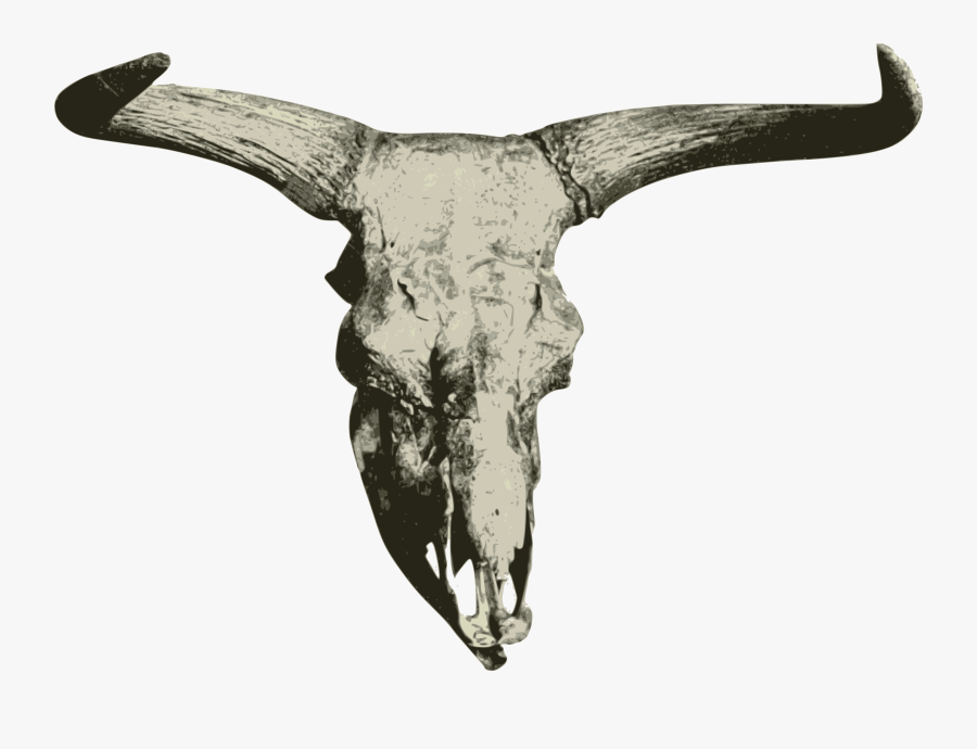 Wildlife,skull,jaw - Steppebison Skull, Transparent Clipart