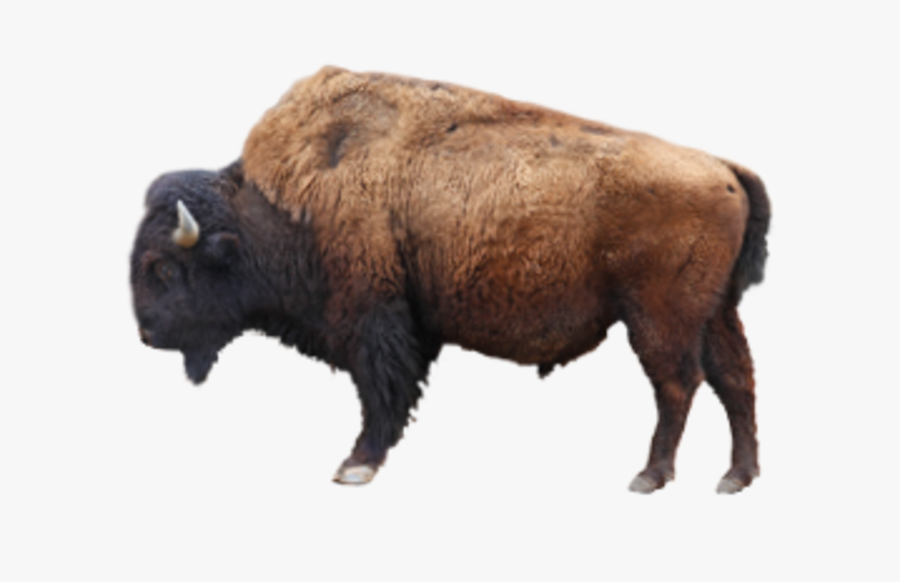 Bison Png, Transparent Clipart