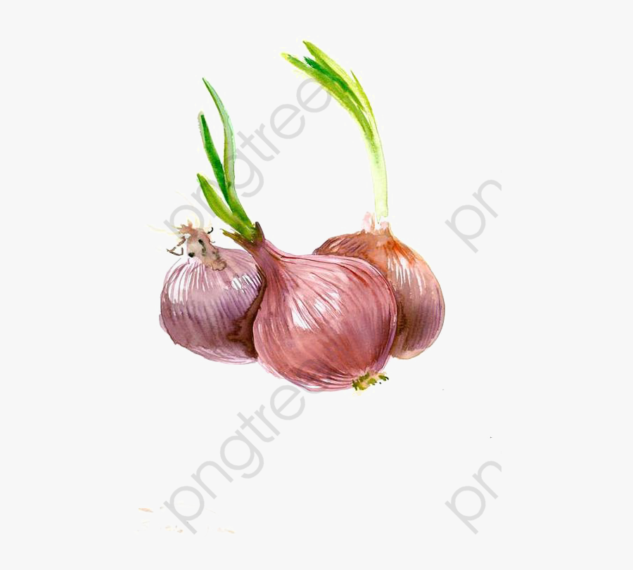 Onion Clipart Drawn - Illustration, Transparent Clipart