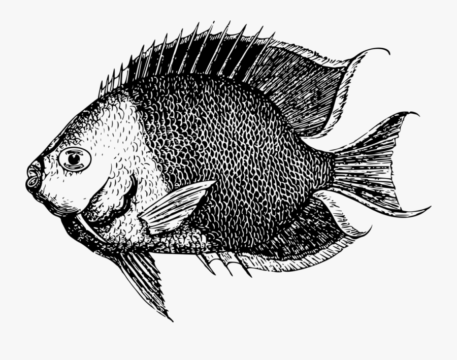Marine Biology,head,tilapia - Portable Network Graphics, Transparent Clipart