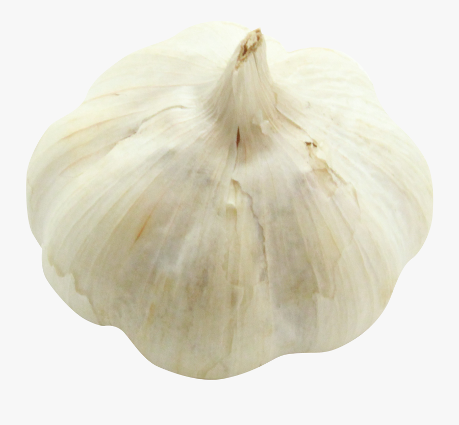 Garlic Png Download - Elephant Garlic, Transparent Clipart