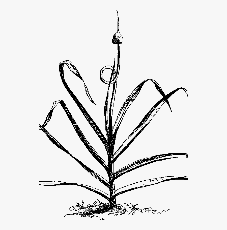 From Snakeroot Organic Farm - Garlic Scapes Black And White, Transparent Clipart
