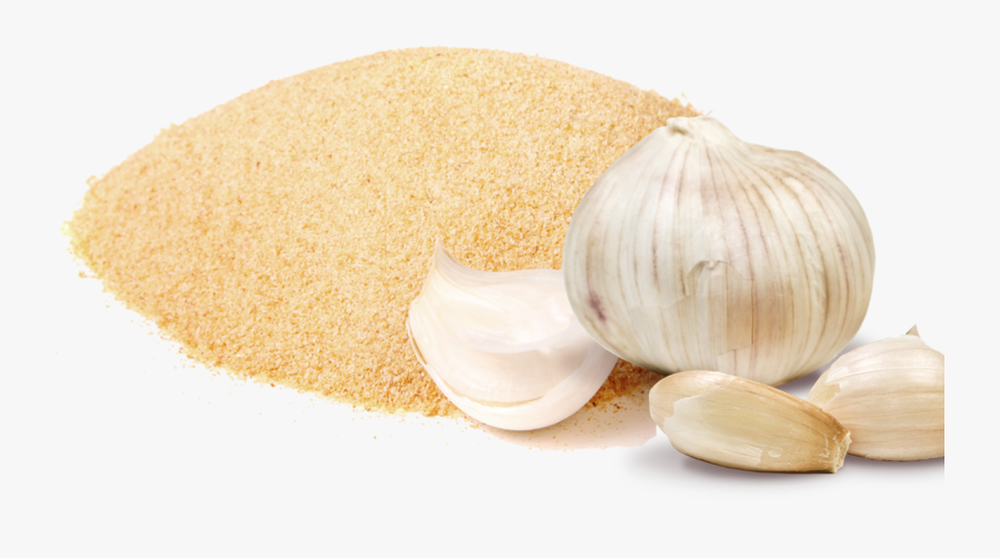 Garlic - Elephant Garlic, Transparent Clipart