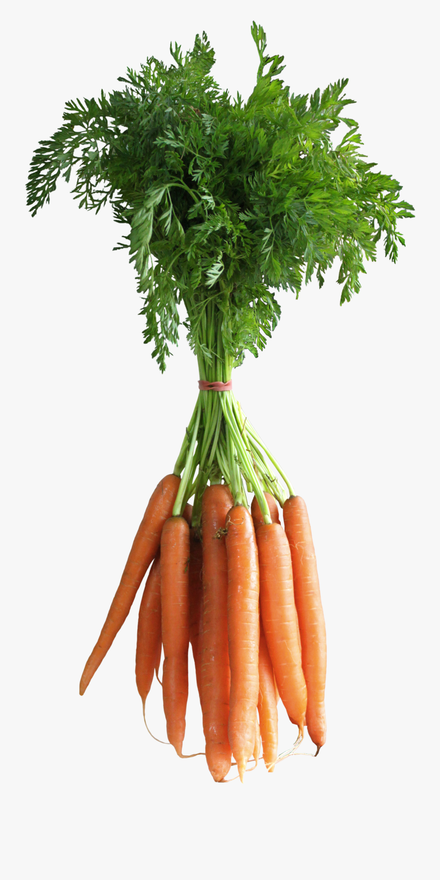 Broccoli Clipart Carrot - Carrot Png Download, Transparent Clipart