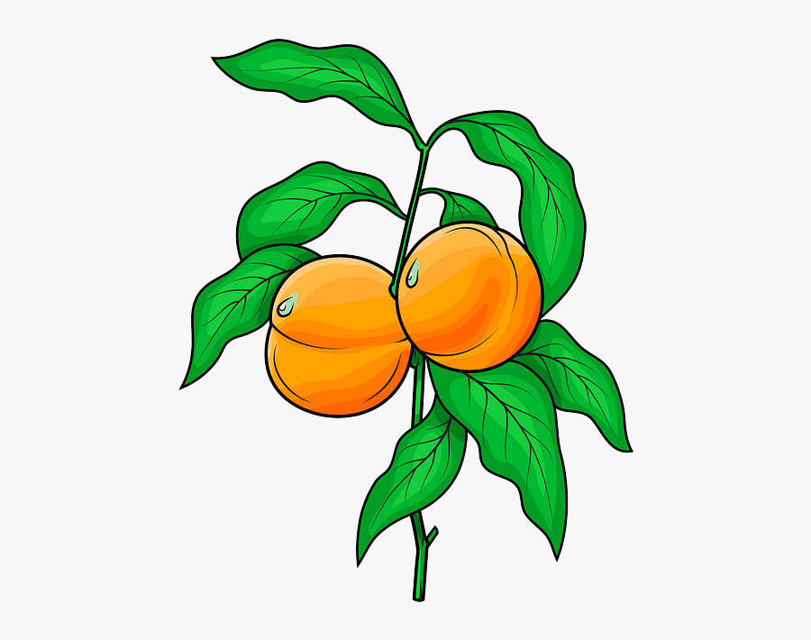 Peaches Clipart, Transparent Clipart
