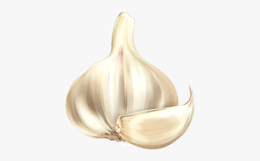 Garlic Cartoon Vegetable - Elephant Garlic, Transparent Clipart