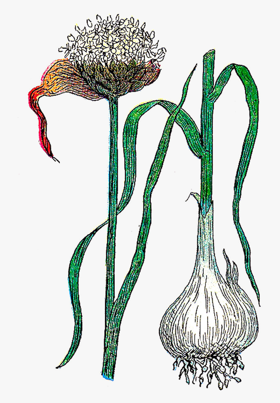 Free Botanical Graphic, Transparent Clipart