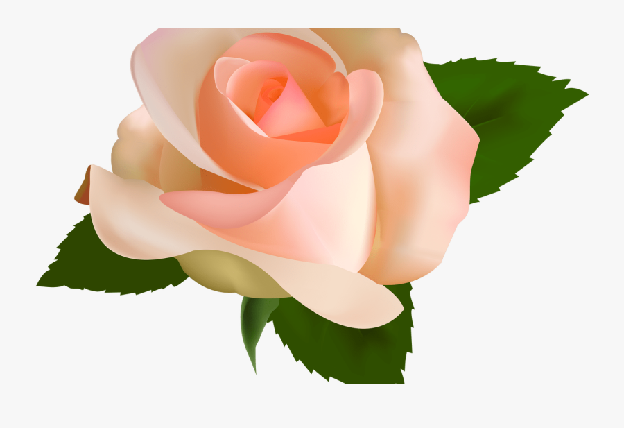 Transparent Peach Clip Art - Peach Rose Transparent Background, Transparent Clipart