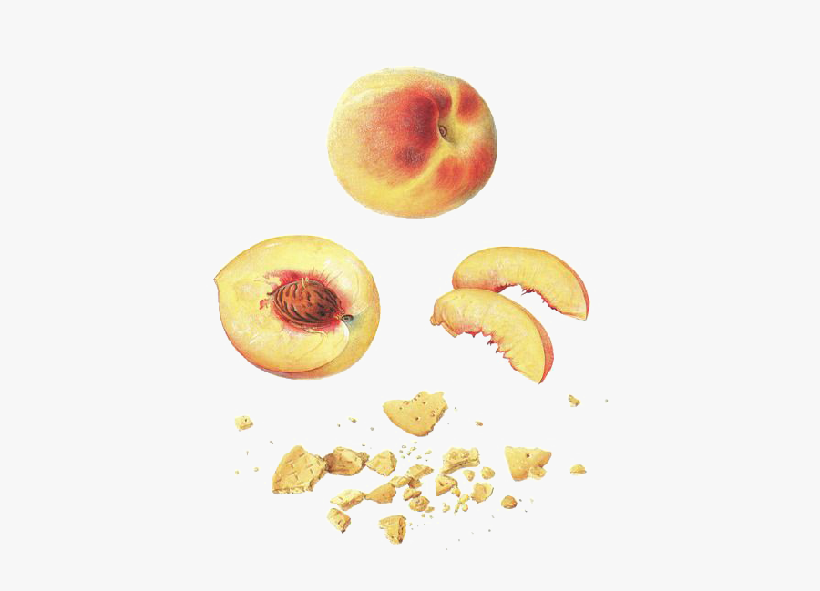 Nectarine, Transparent Clipart