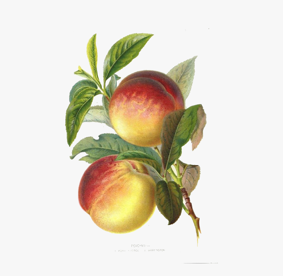 Peach Plum Botany Botanical Illustration Fruit - Vintage Peach Clipart, Transparent Clipart
