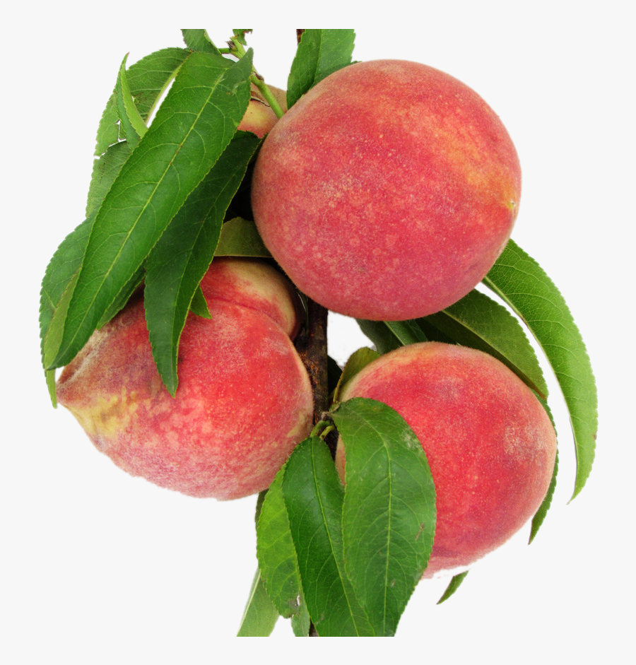 اوراق الخوخ, Transparent Clipart