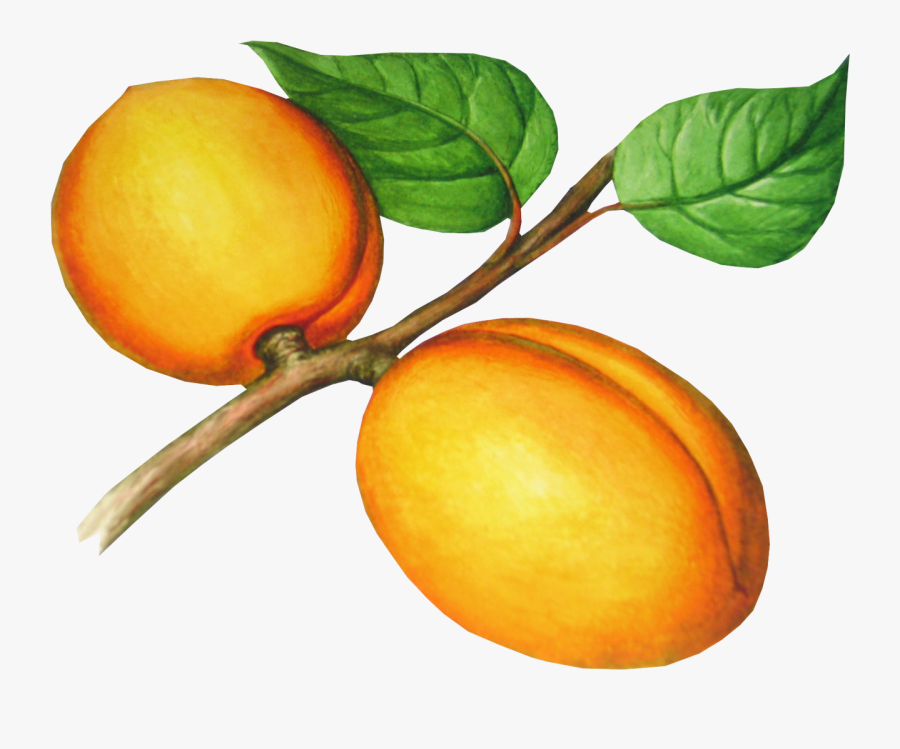 Peaches Clipart, Transparent Clipart