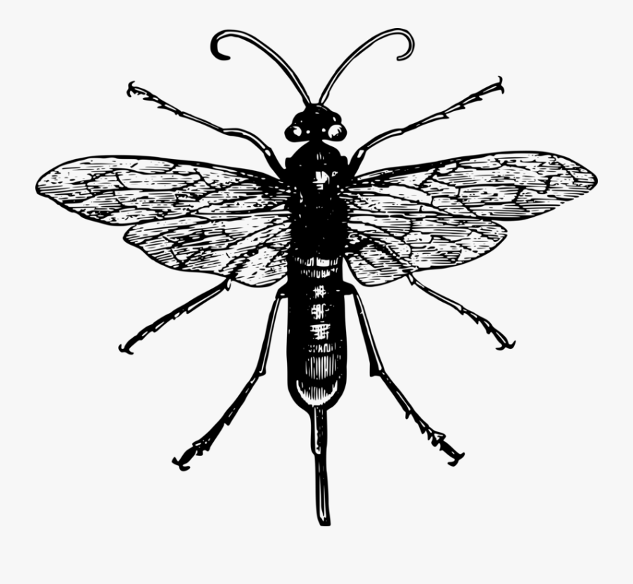 Animal, Insect, Wasp - Black And White Robber Fly, Transparent Clipart