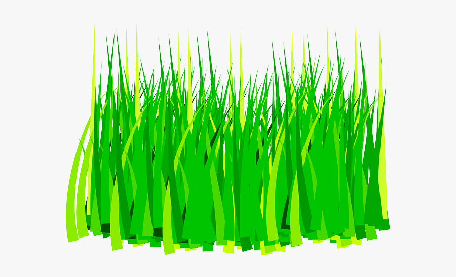 Agriculture, Grass, Green, Paddy, Transparent Clipart