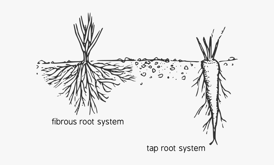 Root Types Fibrous Tap, Transparent Clipart