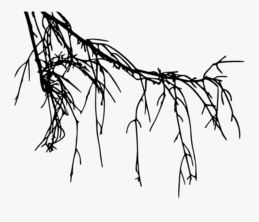 Tree Root Silhouette At Getdrawings - Tree Root Png, Transparent Clipart