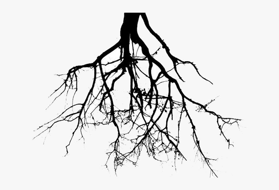 Transparent Family Tree With Roots Clipart - Plant Roots Black And White, Transparent Clipart