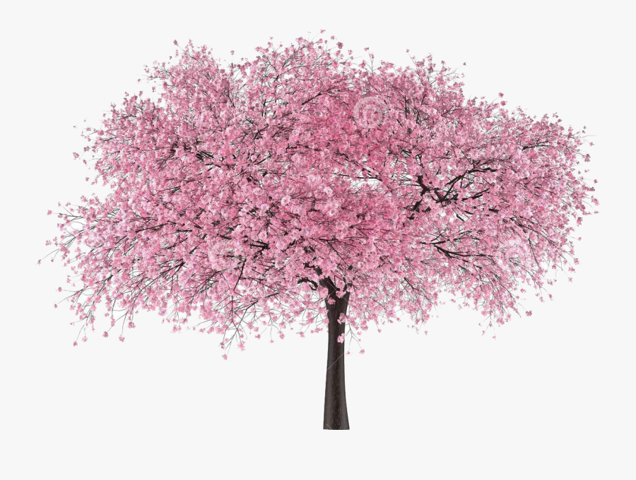 Transparent Japanese Flower Clipart - Cherry Blossom Tree Japan Png, Transparent Clipart