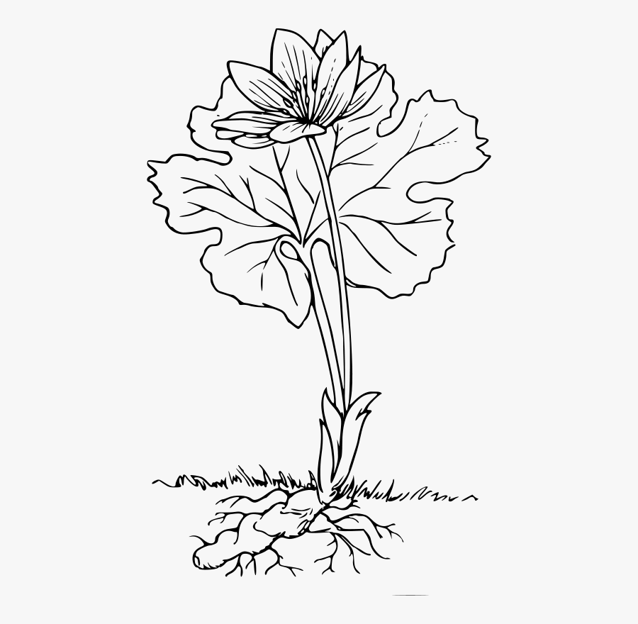 Plant With Roots Black And White , Free Transparent Clipart - ClipartKey