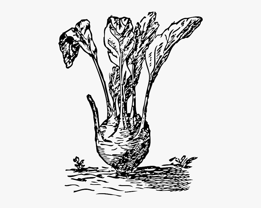 Root Vegetable Drawings, Transparent Clipart