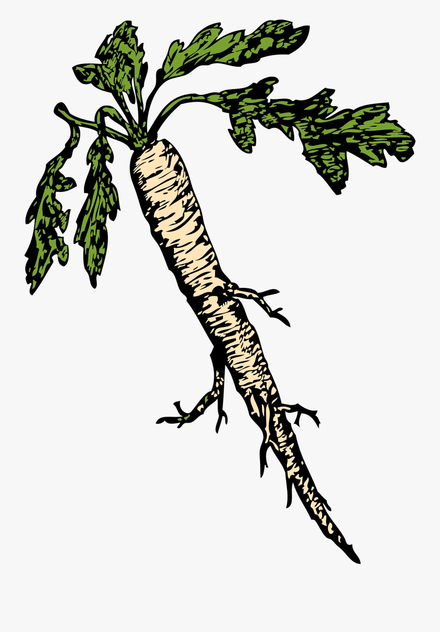 Salsify - Horseradish Clipart, Transparent Clipart