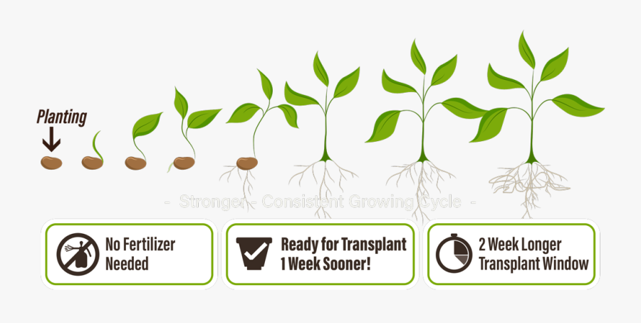 Graphic Black And White Stock Roots Clipart Plant Nutrient - Seed Germination Clipart, Transparent Clipart