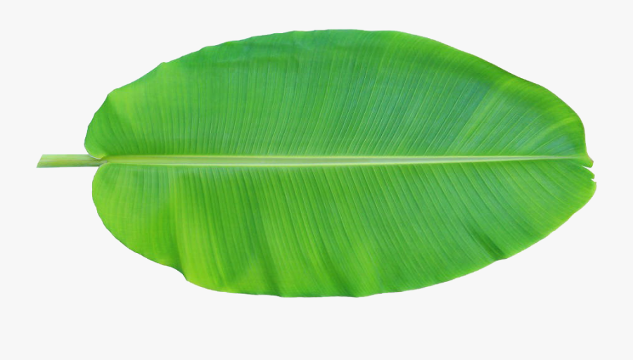 Leaf Musa Basjoo Xd - Transparent Banana Leaf Png, Transparent Clipart