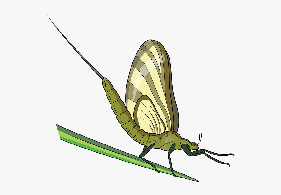 Net-winged Insects, Transparent Clipart