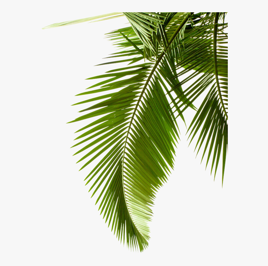 Plant Leaf Photography Tree Arecaceae Palm Leaves Clipart - Transparent Palm Tree Leaves Png, Transparent Clipart