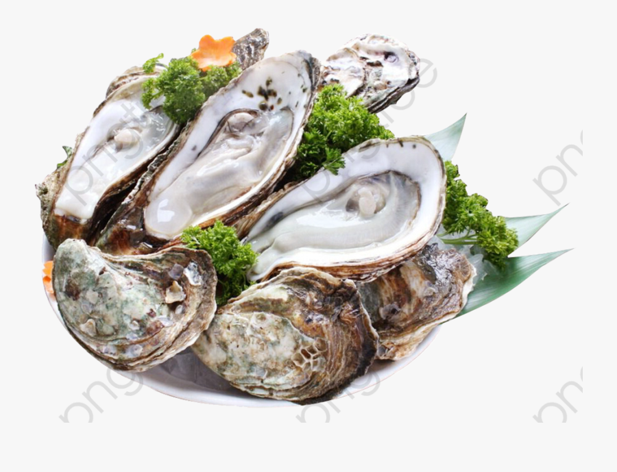 Transparent Shell Clip Art - Устрицы Png, Transparent Clipart