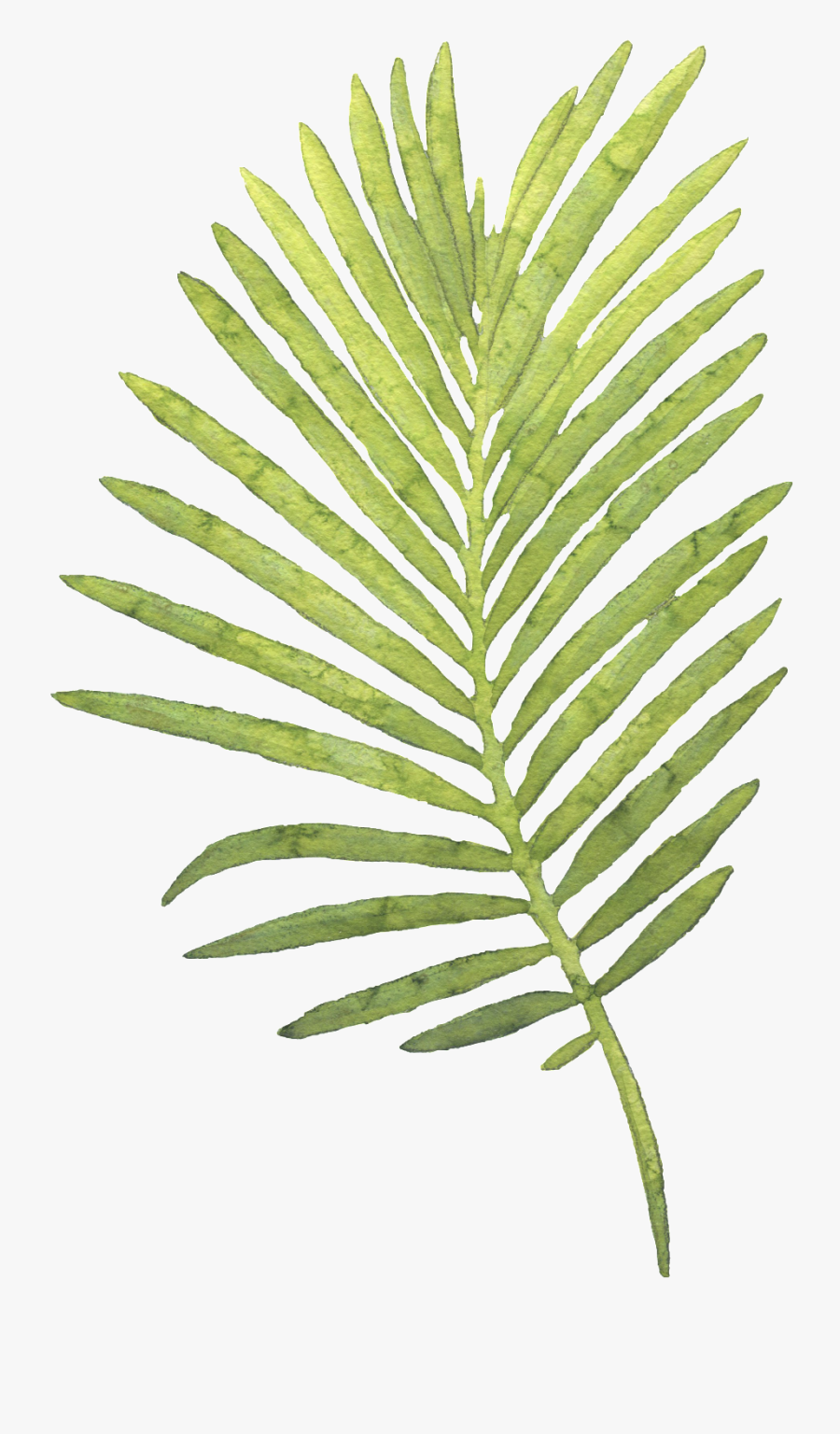 Transparent Tropical Leaf Clipart - Palm Leaf Transparent Background Png, Transparent Clipart