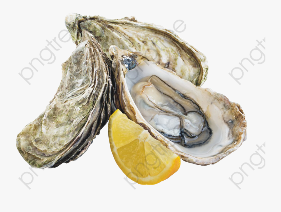Oyster Delicacy - Huitre Libre De Droit, Transparent Clipart