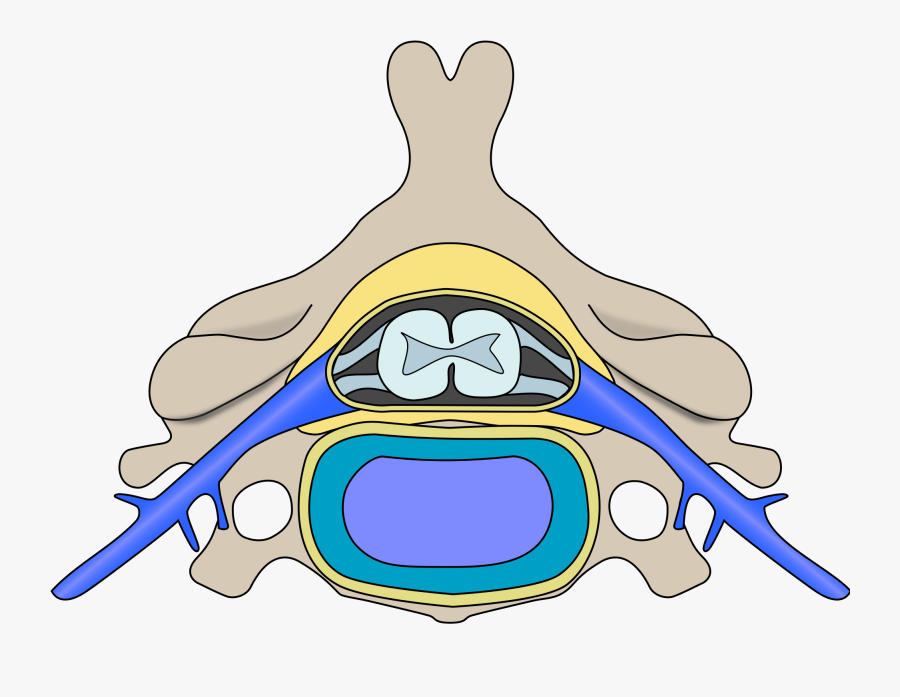 File Cervical Vertebra Blank Wikimedia Commons Open - Werdnig Hoffman Disease, Transparent Clipart