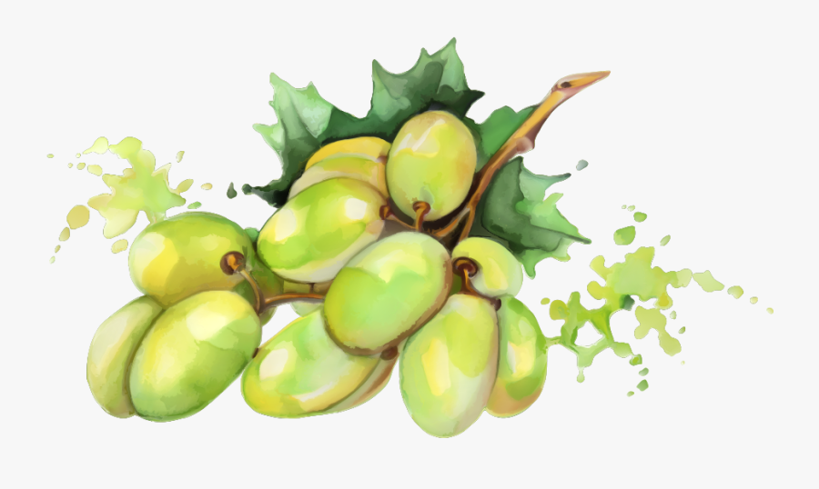 Still Fruit Watercolor Drawing, Transparent Clipart