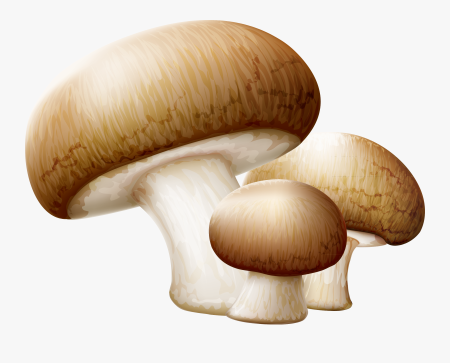 Transparent Oyster Clipart Free - Mushrooms Png, Transparent Clipart
