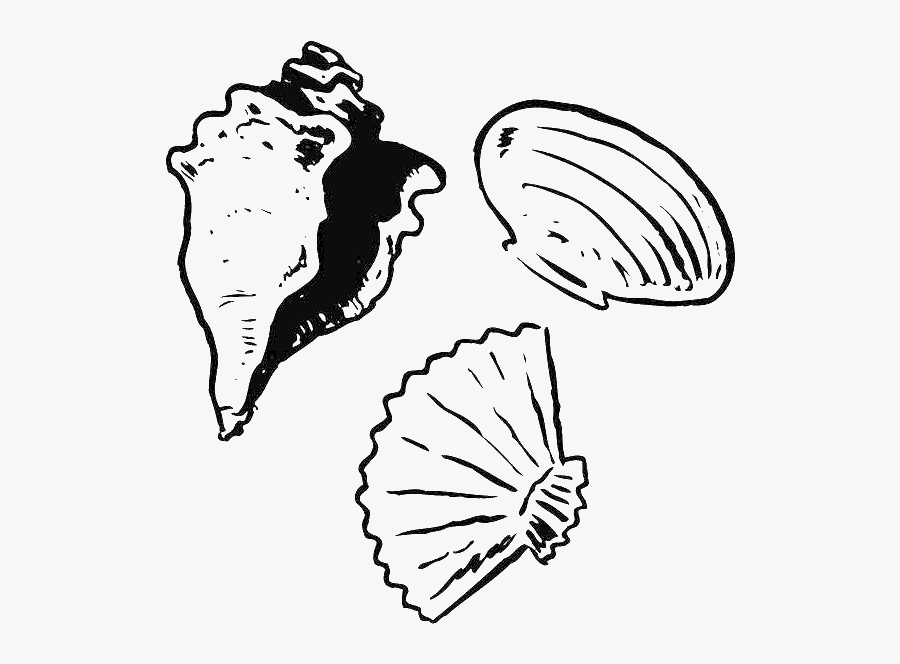 Clip Art Clam Seashell Coloring Book - Concha De Caracol Para Dibujar, Transparent Clipart