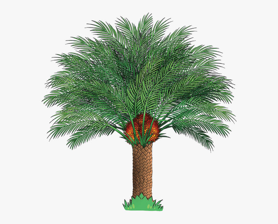 Edupalm - Oil Palm Tree Cartoon, Transparent Clipart