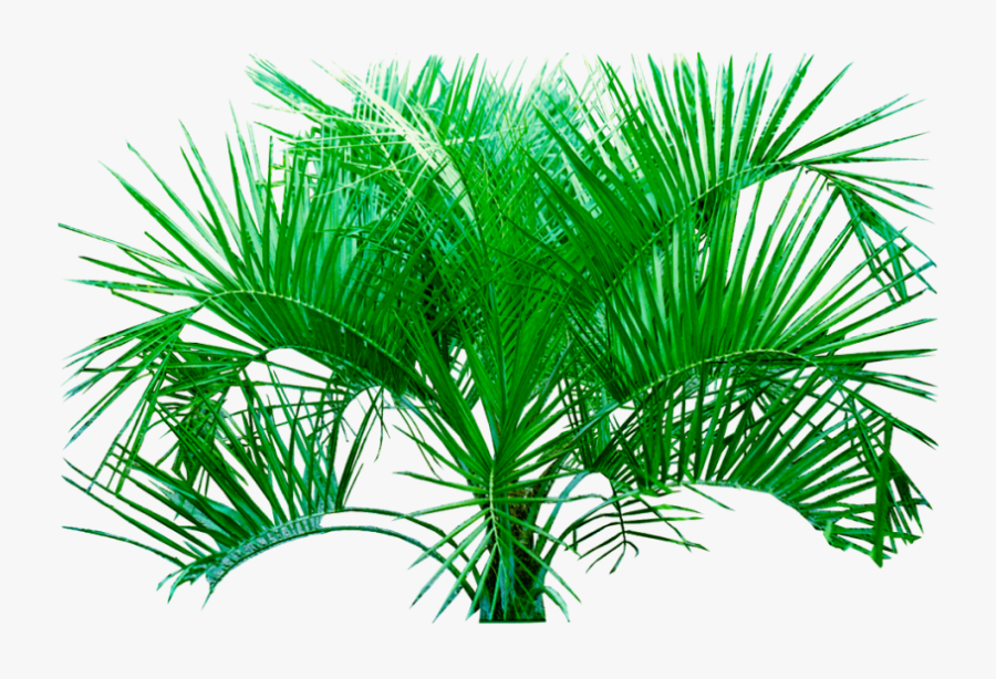 Palm Png Plants Hd Transparent Background Image - Png Plants, Transparent Clipart