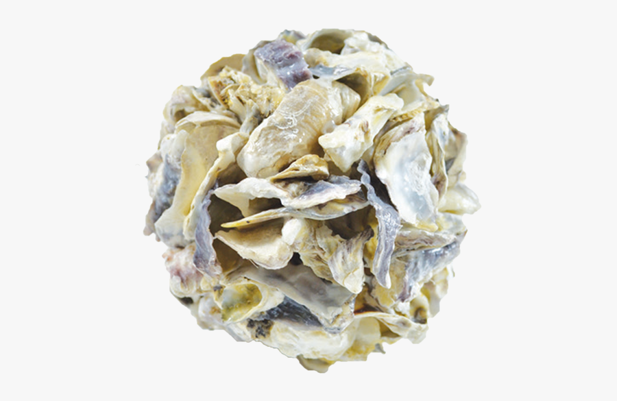 Clip Art Oyster Shell Wreaths - Salt Water Taffy, Transparent Clipart