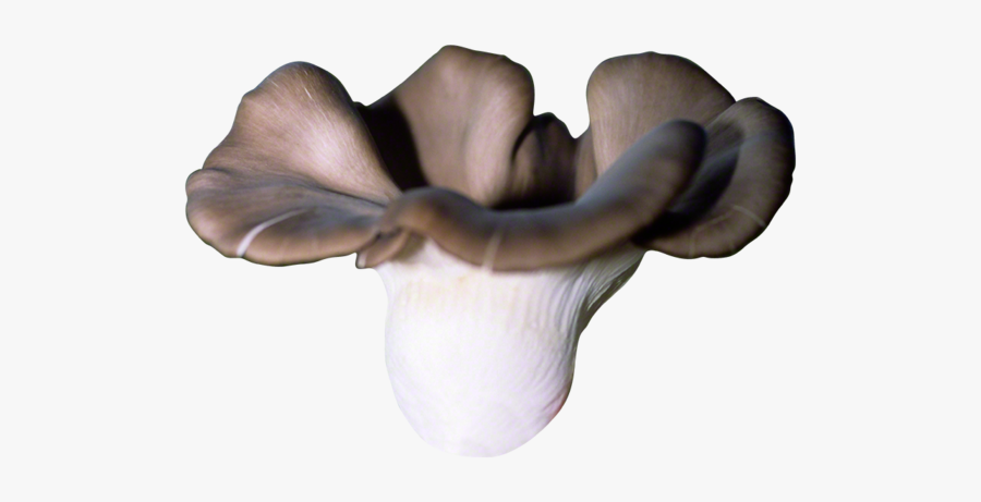 Clip Art Oyster Mushroom Images - Pleurotus Eryngii, Transparent Clipart
