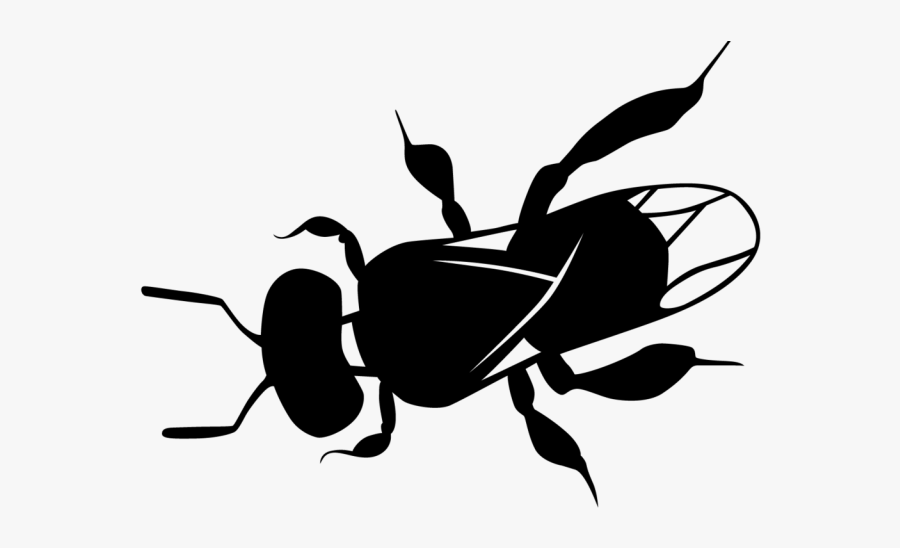 Australian Native Bee Drawing, Transparent Clipart