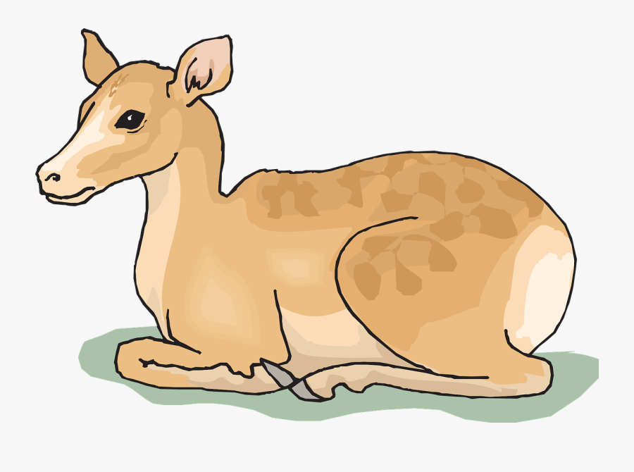 Deer, Wild, Sitting, Forest, Animal, Resting, Rest - Draw The Sitting Deer, Transparent Clipart